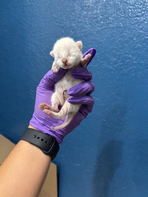 SNOW - Domestic Short Hair available for adoption