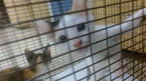 LULU - Domestic Short Hair available for adoption