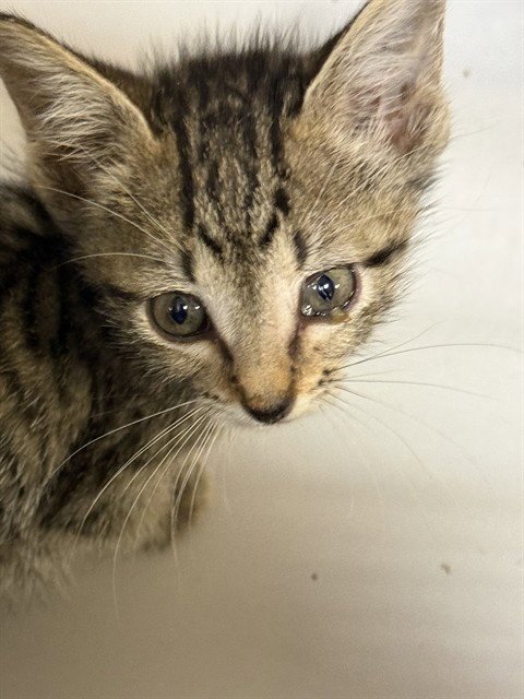 WINDOW - Domestic Short Hair available for adoption