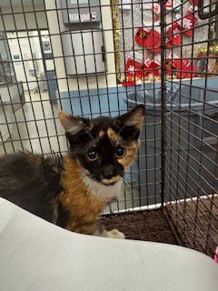 CHESTNUT - Domestic Short Hair available for adoption