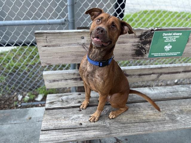 BUSTER - Labrador Retriever available for adoption
