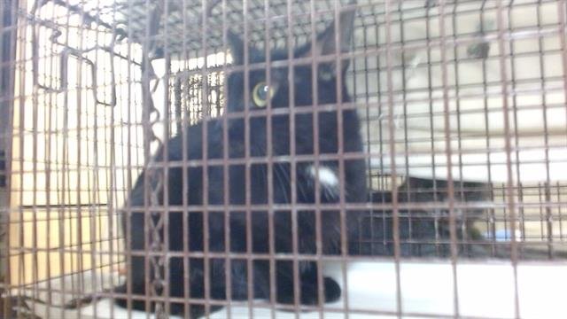 ANNIE - Domestic Short Hair available for adoption