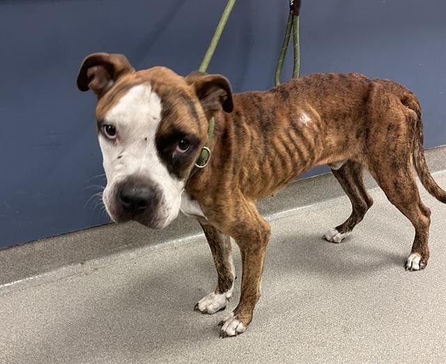 BEN - Boxer available for adoption