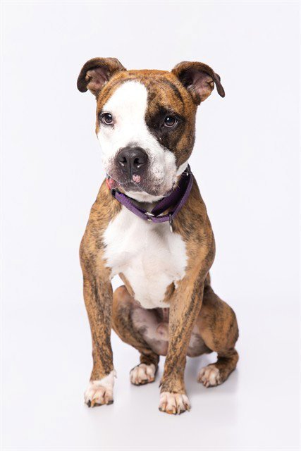 BEN - Boxer for adoption in Miami