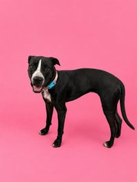 BELLA - Photo 1