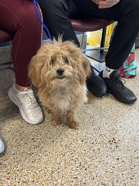 PAPU - Poodle (Miniature) available for adoption