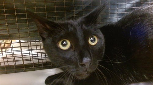 TAILS - Domestic Short Hair available for adoption