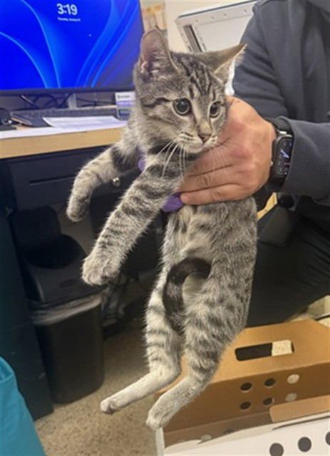 VELVET - Domestic Short Hair available for adoption