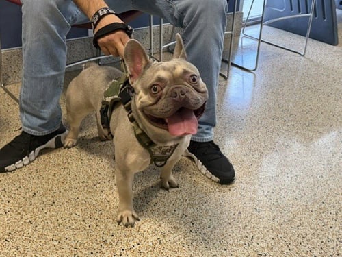 COCO - French Bulldog available for adoption