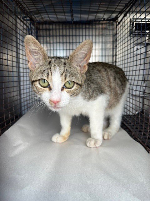 MILLER - Domestic Short Hair available for adoption