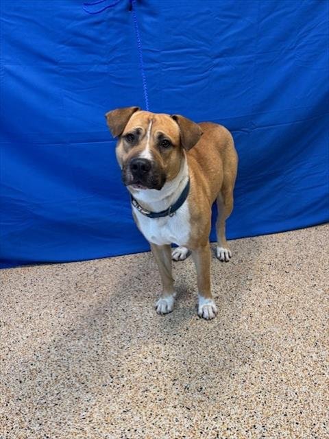 XANDER - American Staffordshire Terrier available for adoption