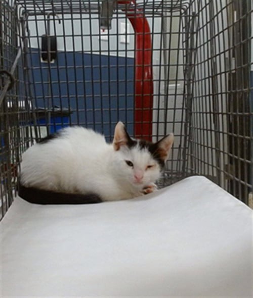 A2822010 - Domestic Short Hair available for adoption