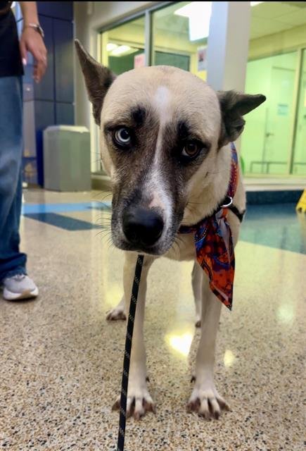 ALNESA - Siberian Husky available for adoption
