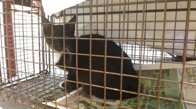 BOTICA - Domestic Short Hair available for adoption