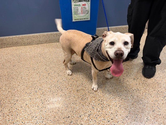 WHISKEY - Labrador Retriever available for adoption