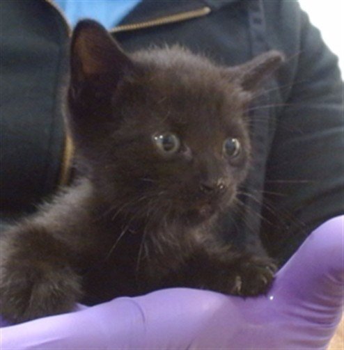 GABRIELLE - Domestic Short Hair available for adoption