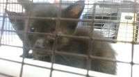 KITTY 2 - Photo 1