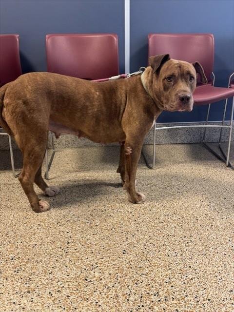 BROWNIE - Staffordshire Bull Terrier / Pit Bull Terrier available for adoption