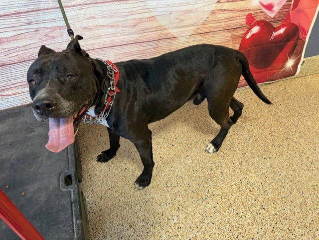 HULK - American Bulldog available for adoption