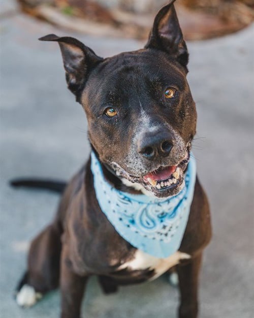 HULK - American Bulldog for adoption in Miami