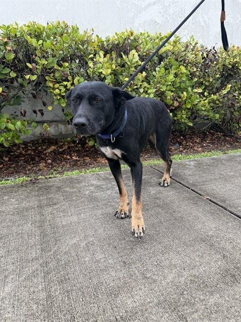 SUZIE - German Shepherd Dog available for adoption