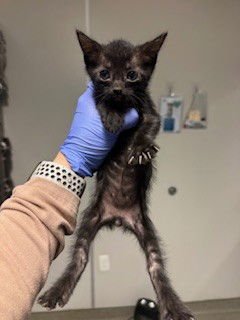 BALTO - Domestic Short Hair available for adoption