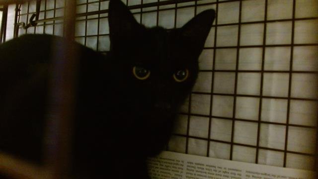 BLANCA - Domestic Short Hair available for adoption