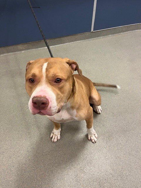 BANE - American Bulldog available for adoption