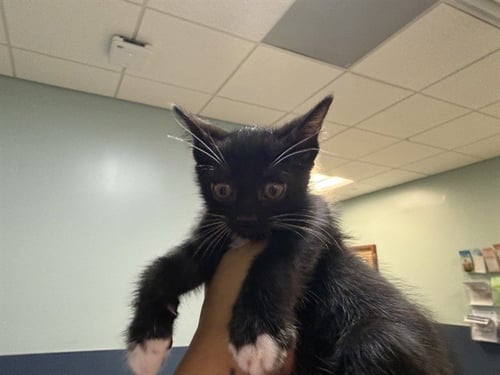 KIWI - Domestic Short Hair available for adoption