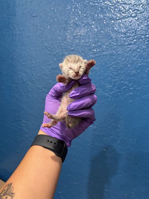 SPRING - Domestic Short Hair available for adoption