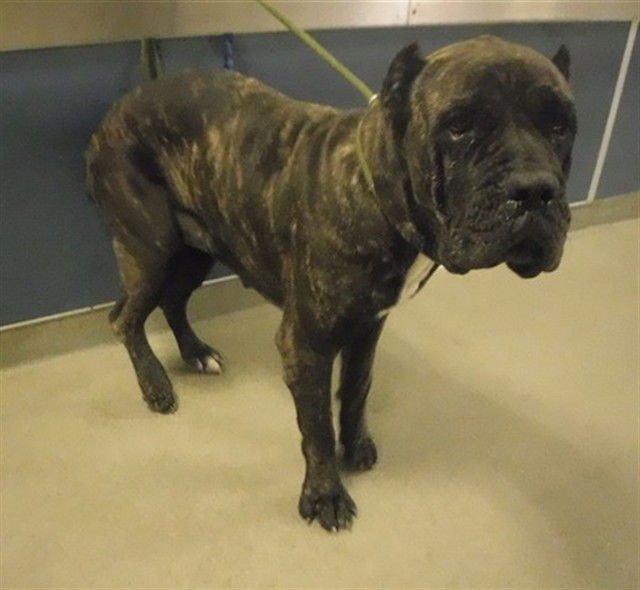 CELI - Cane Corso Mastiff available for adoption