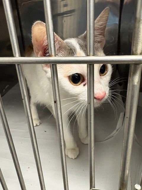 BETTY - Domestic Short Hair available for adoption