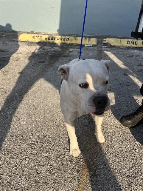 BRUTUS - American Bulldog available for adoption