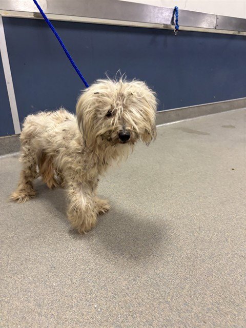 BET - Maltese available for adoption