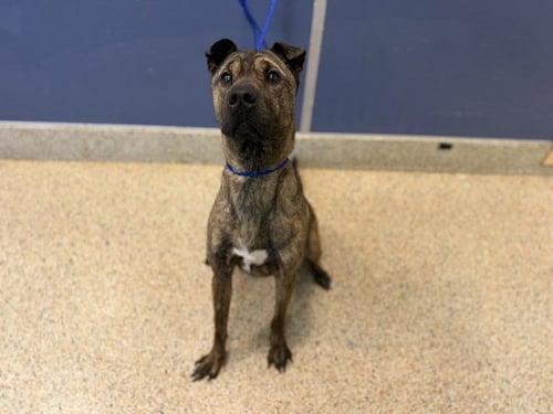 LADY - Chinese Shar-Pei / Dutch Shepherd available for adoption