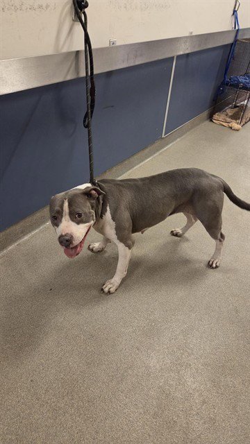 JOSEFINA - Pit Bull Terrier available for adoption