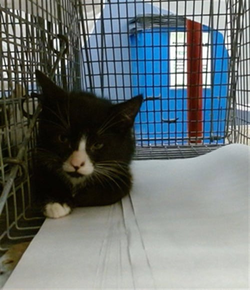 A2822017 - Domestic Short Hair available for adoption