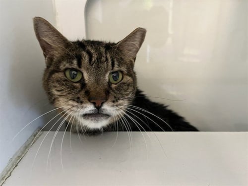 BLAZE - Domestic Short Hair for adoption in Hialeah