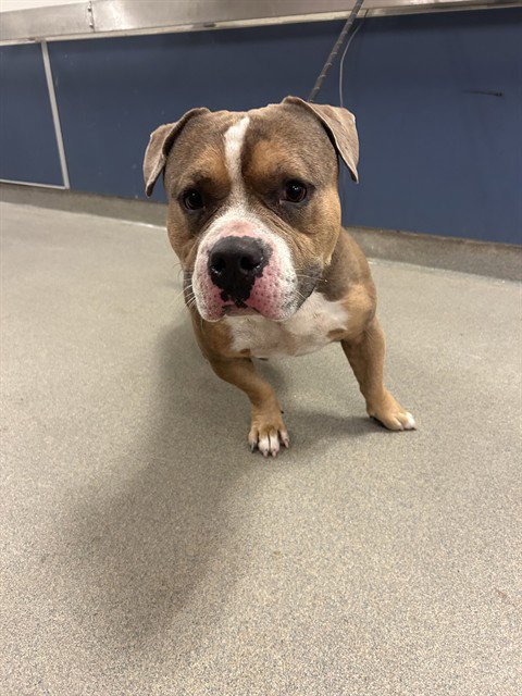 TANK - American Bulldog available for adoption