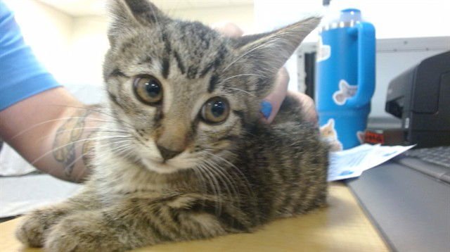 ARIANA - Domestic Short Hair available for adoption