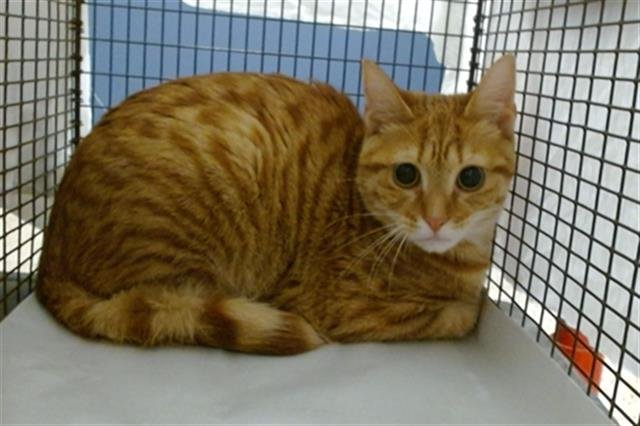 SUNNY - Domestic Short Hair available for adoption