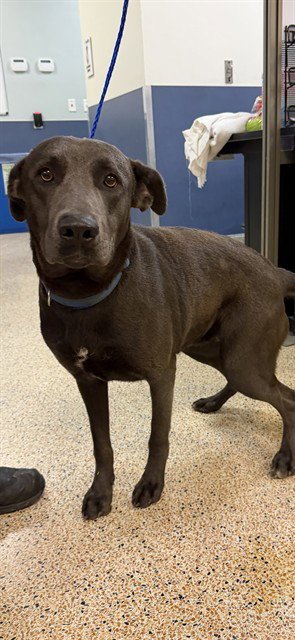 ASHLEY B - Labrador Retriever for adoption in Miami
