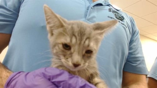 FILO - Domestic Short Hair available for adoption