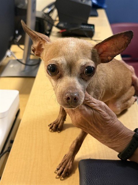 CHUCH - Chihuahua available for adoption