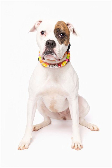 LUNA - American Bulldog available for adoption