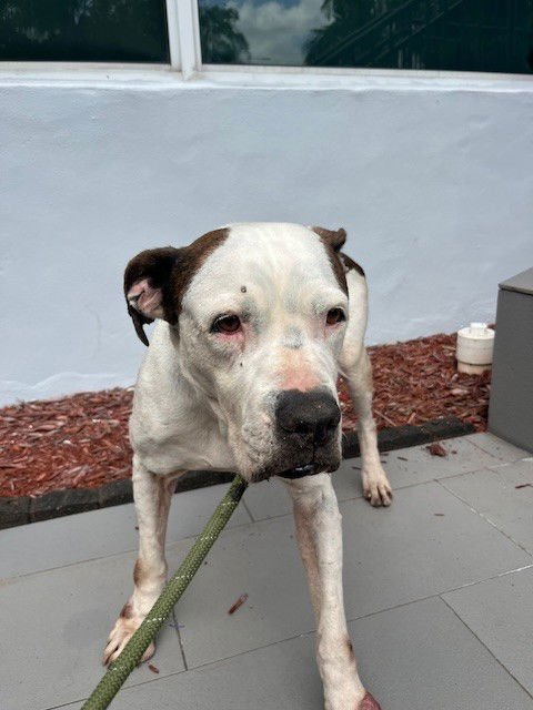 LUCY - American Bulldog available for adoption