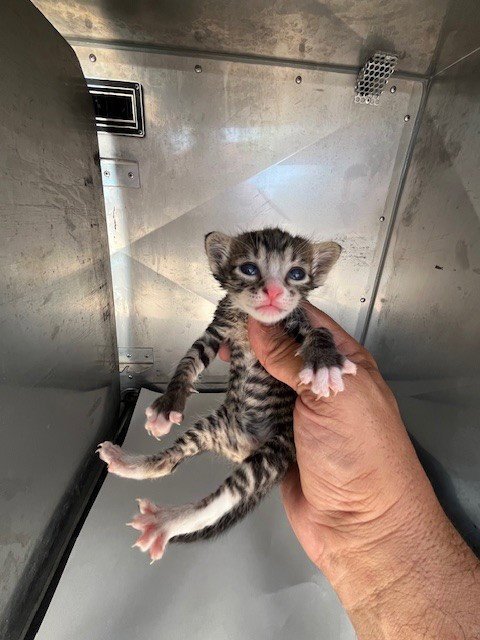HOPE - Domestic Short Hair available for adoption