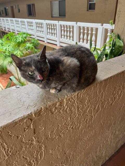 WONDER WOMAN - Domestic Short Hair available for adoption