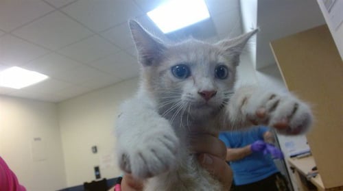 TAROT - Domestic Short Hair available for adoption