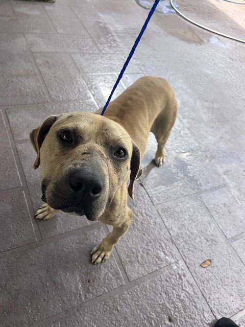 MAX - American Bulldog available for adoption